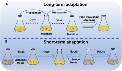 <mark class="highlighted">Microbial Adaptation</mark> to Enhance Stress Tolerance